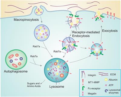 Intracellular Transport in Cancer Metabolic Reprogramming